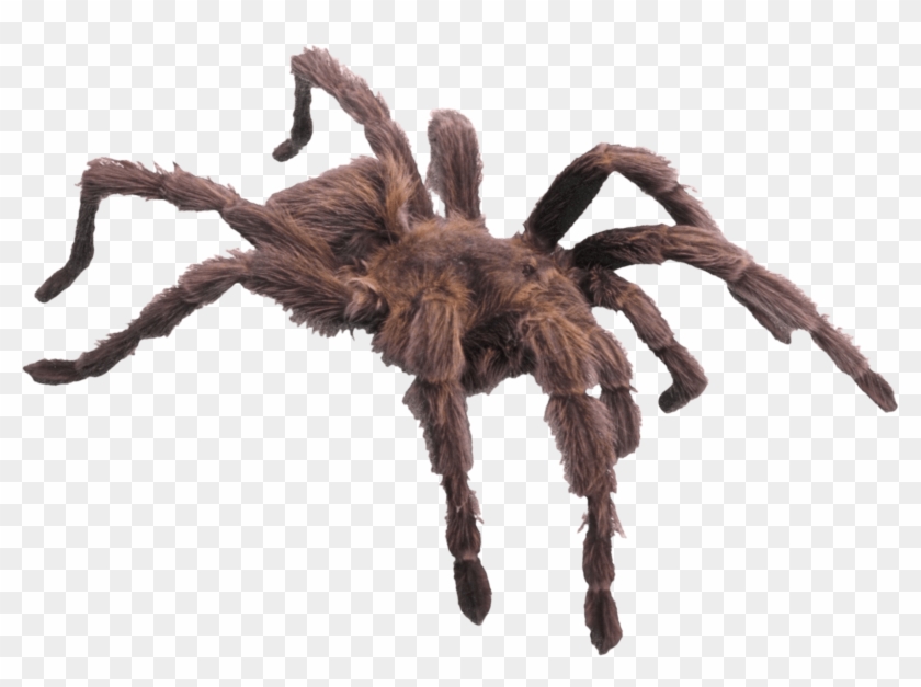 Detail Spider Legs Png Nomer 11