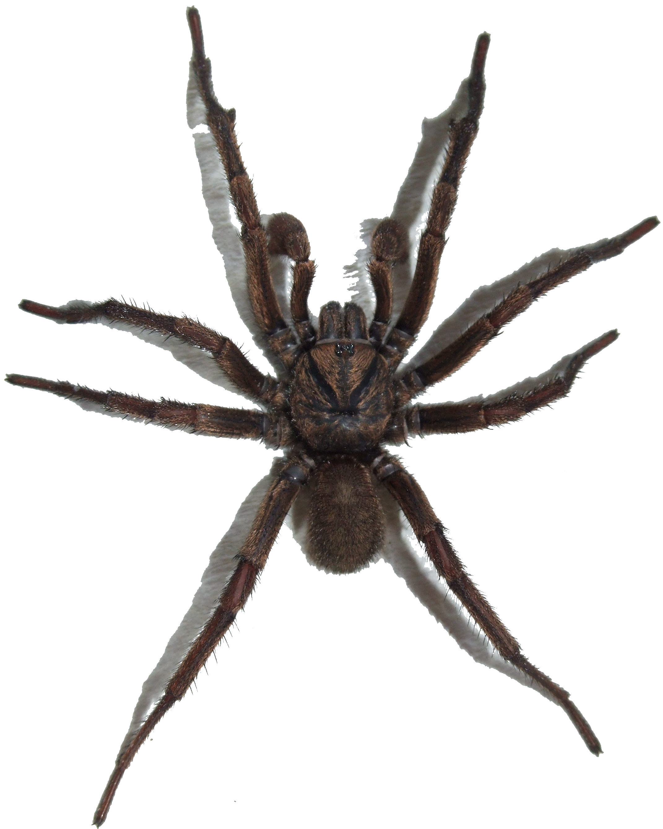 Detail Spider Legs Png Nomer 15