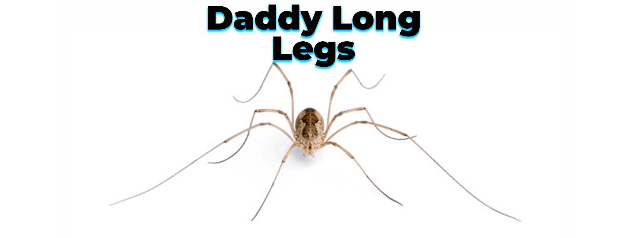 Detail Spider Legs Png Nomer 28