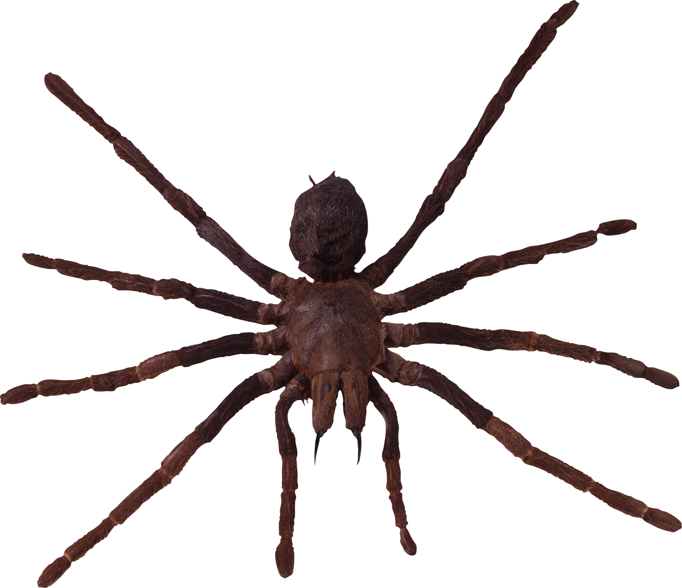 Detail Spider Legs Png Nomer 9