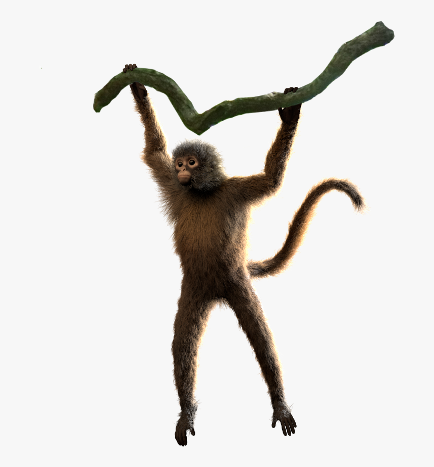 Spider Monkey Png - 52+ Koleksi Gambar