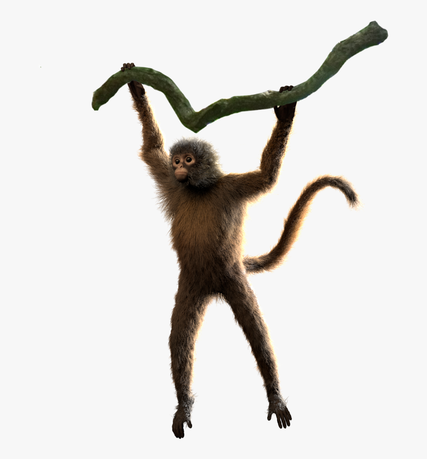 Spider Monkey Png - KibrisPDR