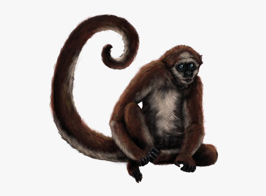 Spider Monkey Png - 52+ Koleksi Gambar