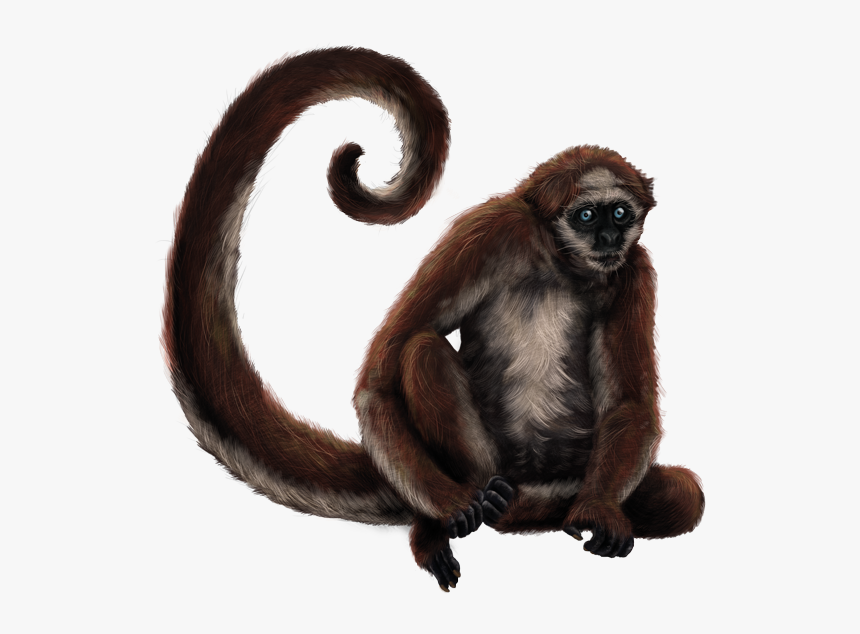 Detail Spider Monkey Png Nomer 2