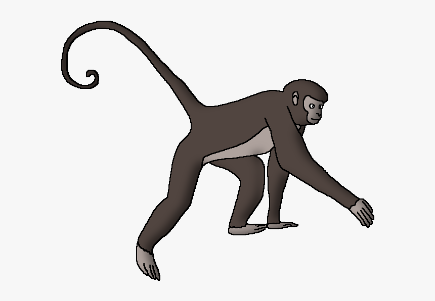 Detail Spider Monkey Png Nomer 11