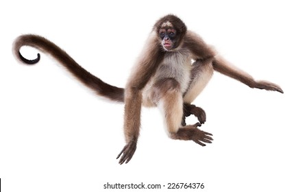 Detail Spider Monkey Png Nomer 12