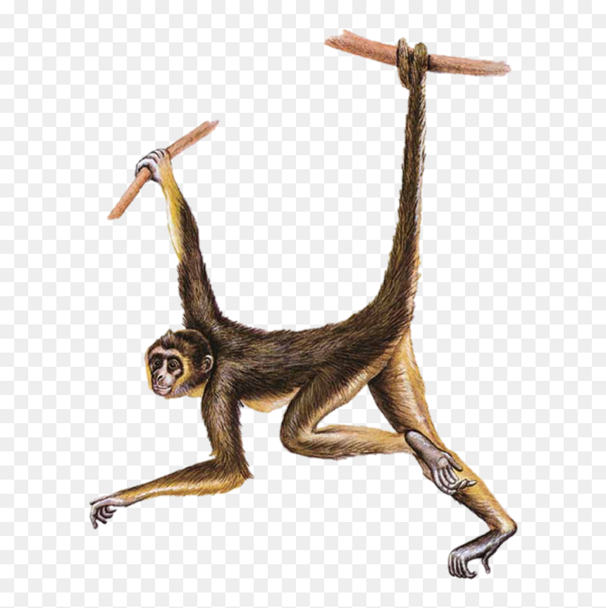 Detail Spider Monkey Png Nomer 18