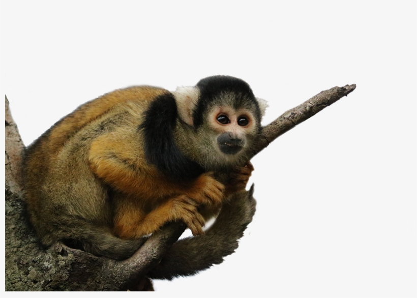 Spider Monkey Png - 52+ Koleksi Gambar