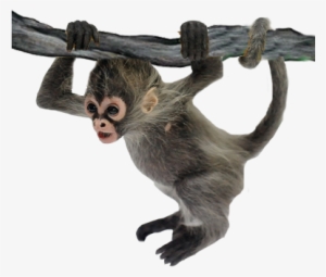 Detail Spider Monkey Png Koleksi Nomer 9