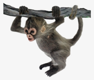 Detail Spider Monkey Png Nomer 9