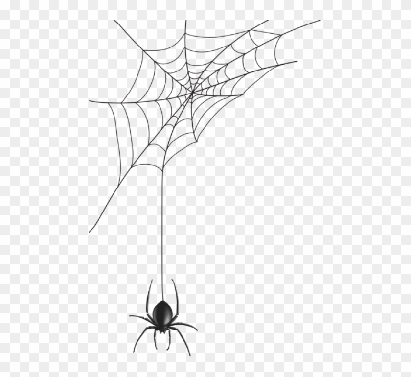 Detail Spider No Background Nomer 20