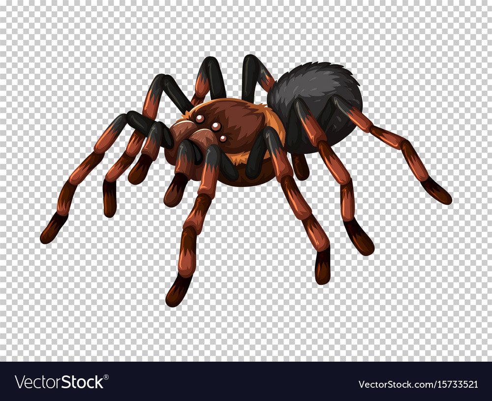 Detail Spider No Background Nomer 22