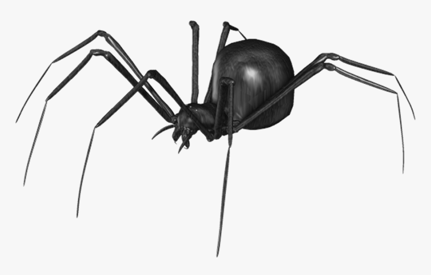 Detail Spider No Background Nomer 25
