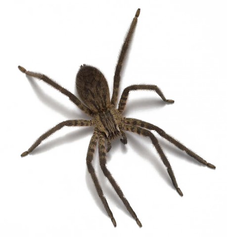 Detail Spider Png Images Nomer 5