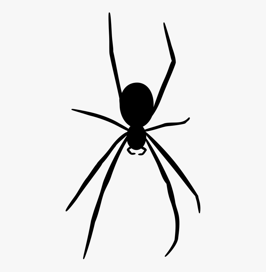Spider Transparent - KibrisPDR