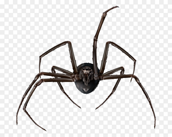 Detail Spider Transparent Nomer 10