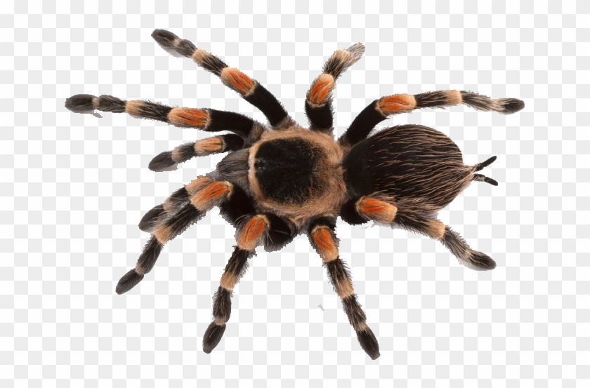Detail Spider Transparent Nomer 13