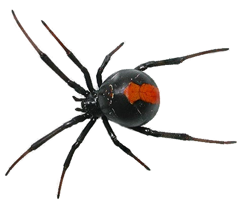Detail Spider Transparent Nomer 14