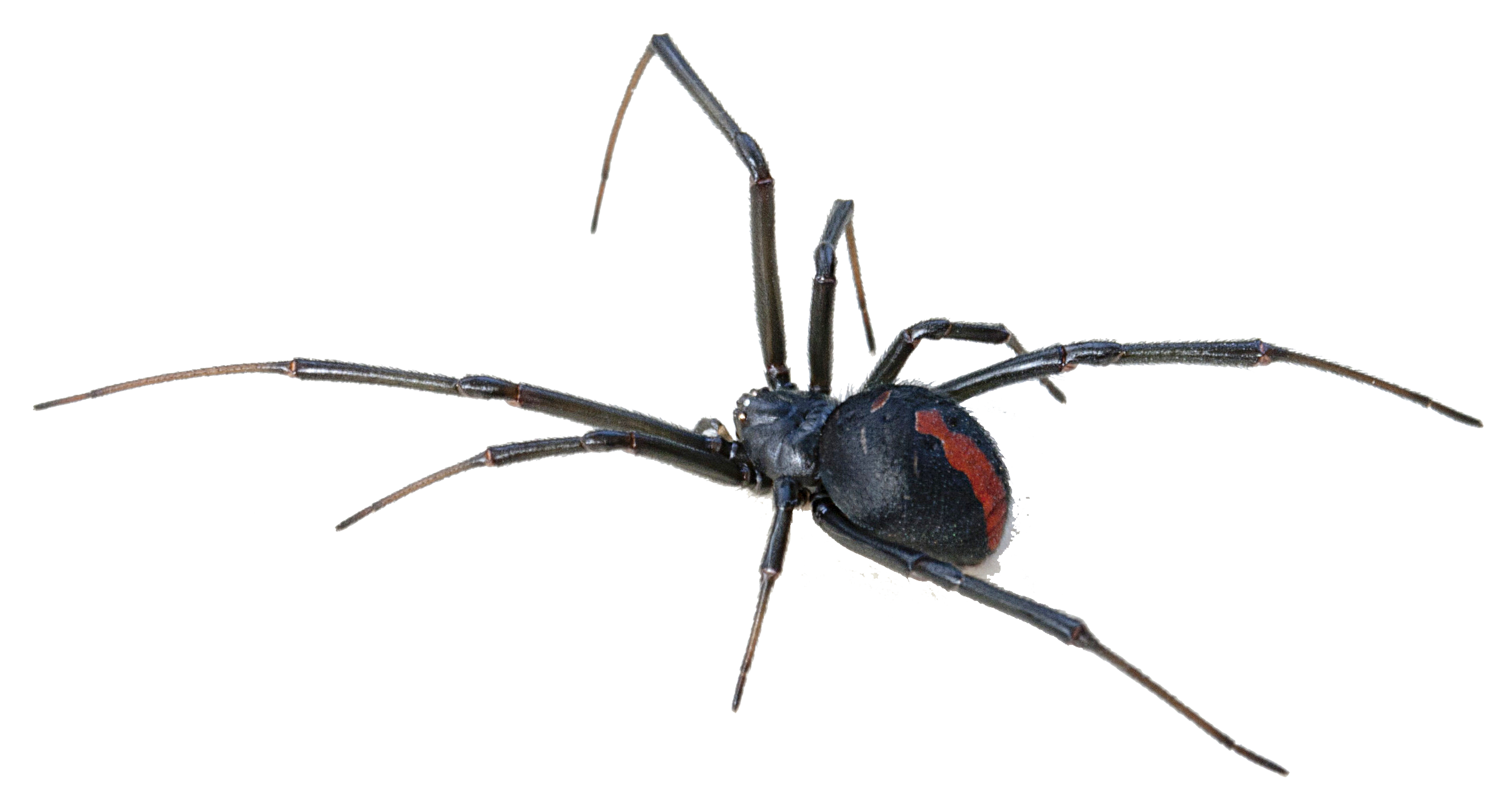 Detail Spider Transparent Nomer 16