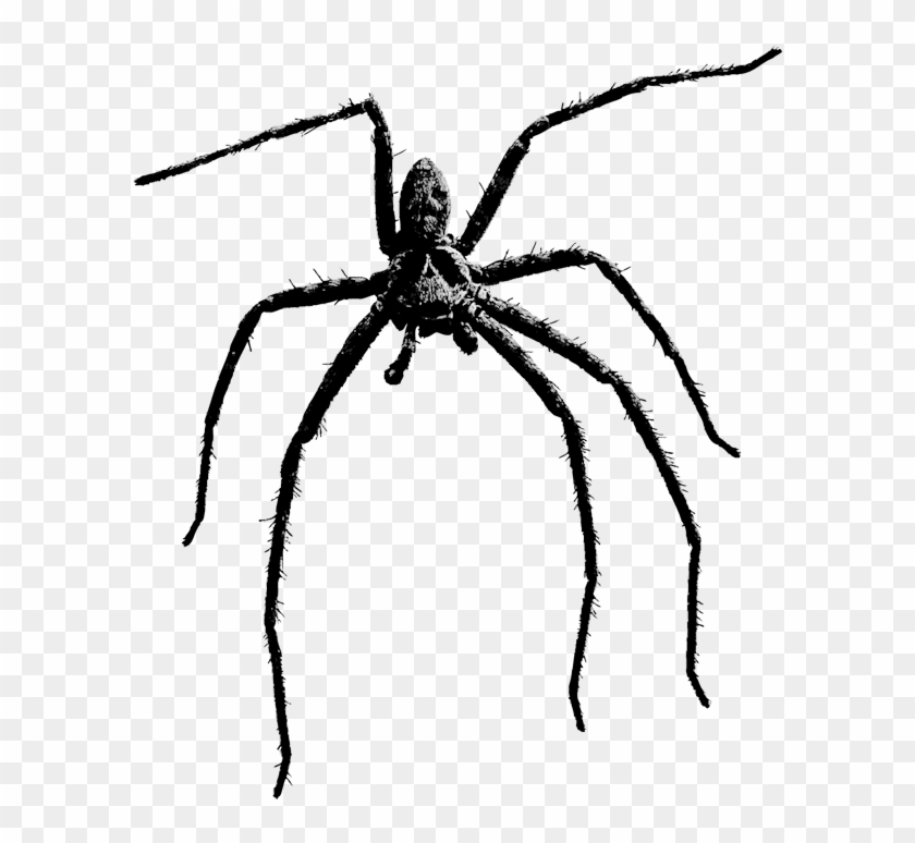 Detail Spider Transparent Nomer 18