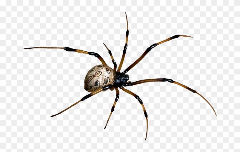 Detail Spider Transparent Nomer 20
