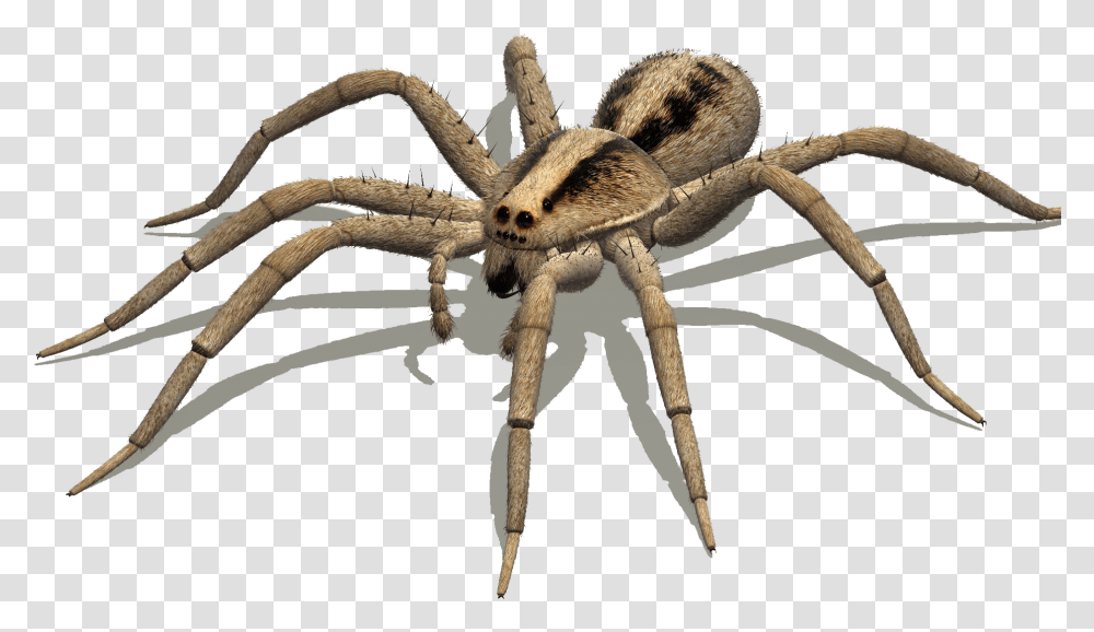 Detail Spider Transparent Nomer 22