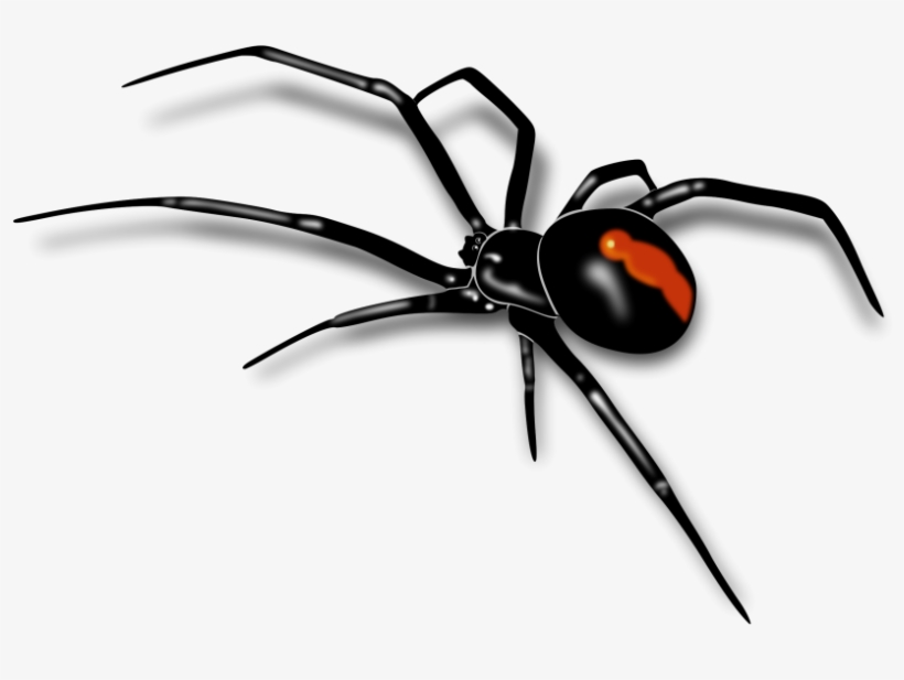 Detail Spider Transparent Nomer 23