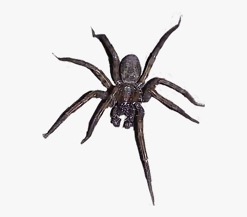 Detail Spider Transparent Nomer 24