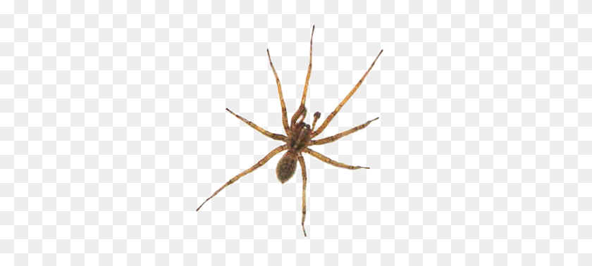 Detail Spider Transparent Nomer 25