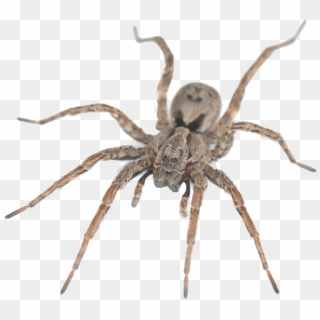 Detail Spider Transparent Nomer 26