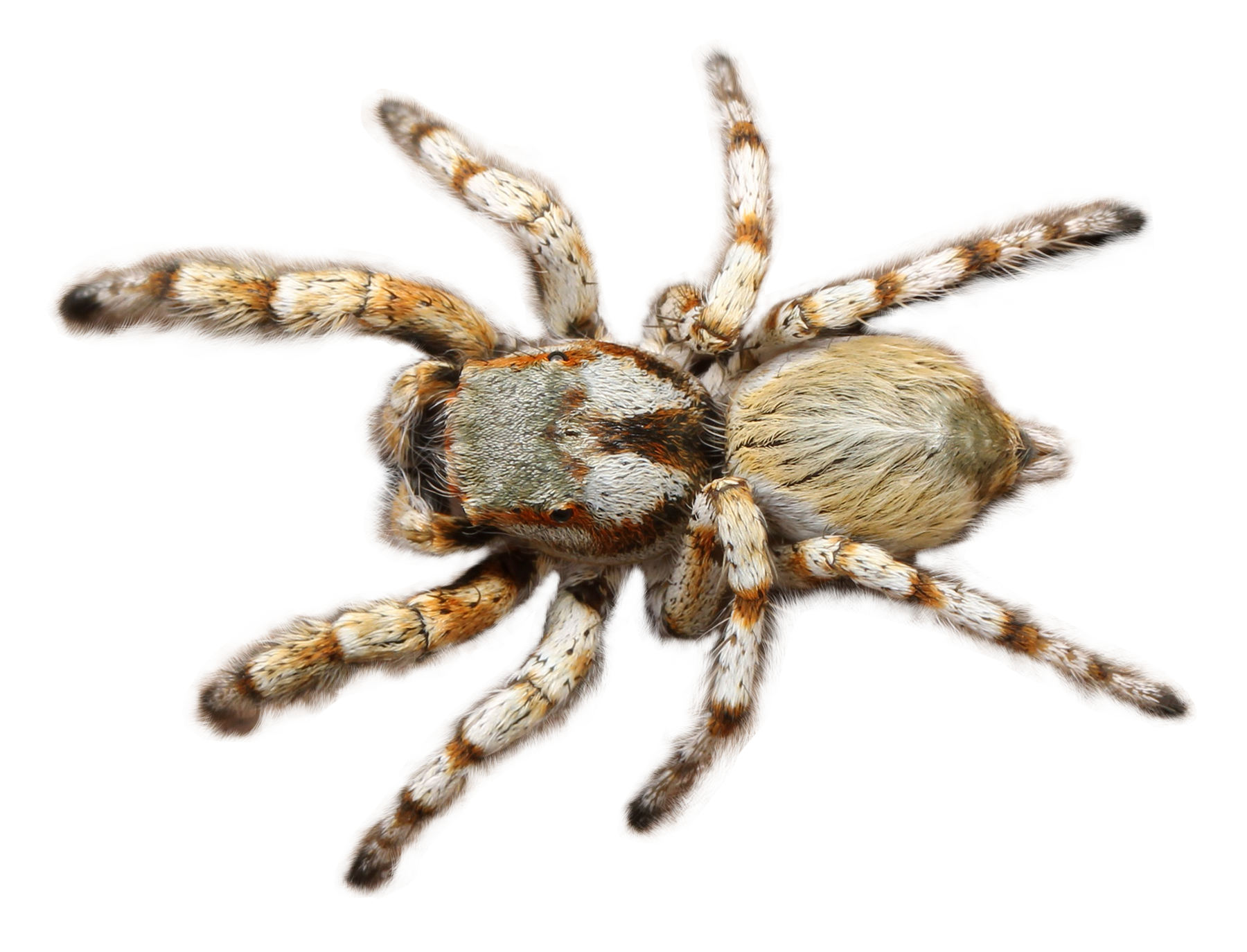 Detail Spider Transparent Nomer 27