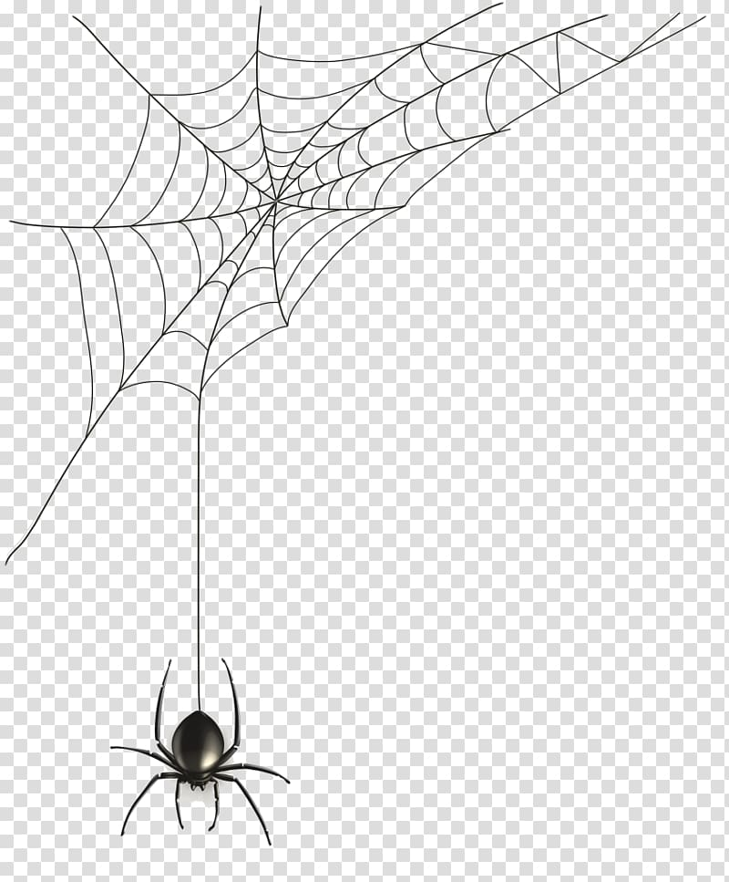 Detail Spider Transparent Nomer 29