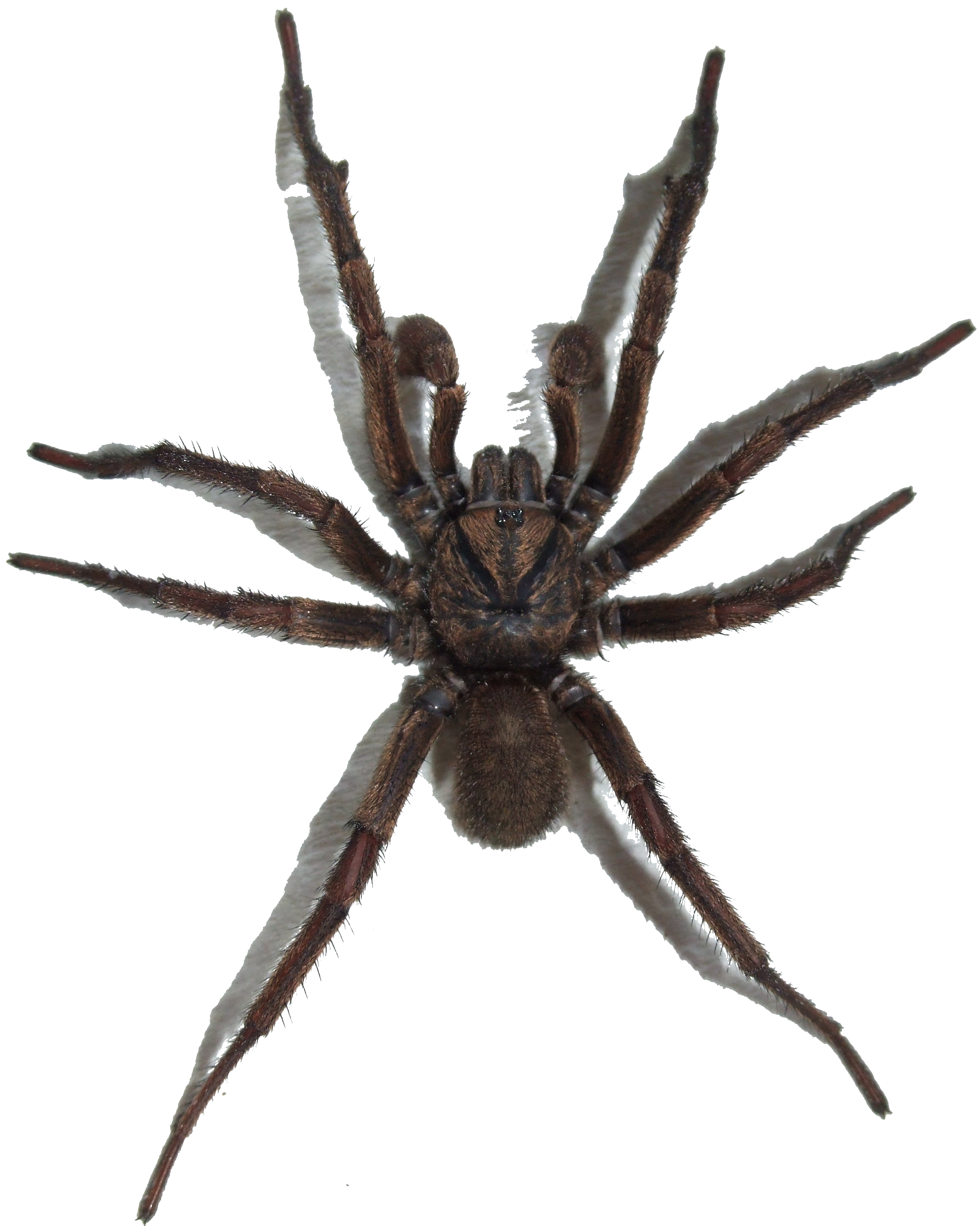 Detail Spider Transparent Nomer 2