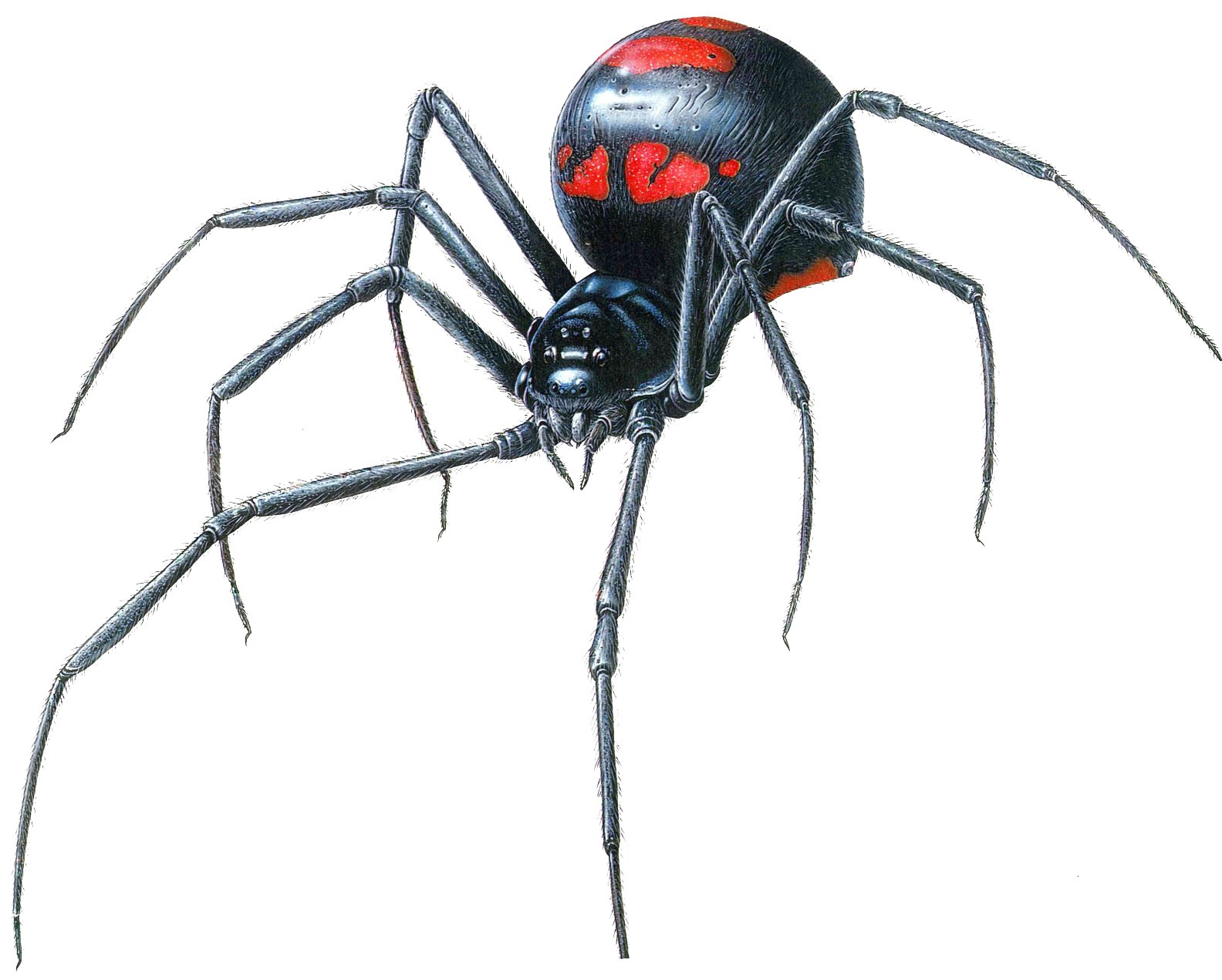 Detail Spider Transparent Nomer 34