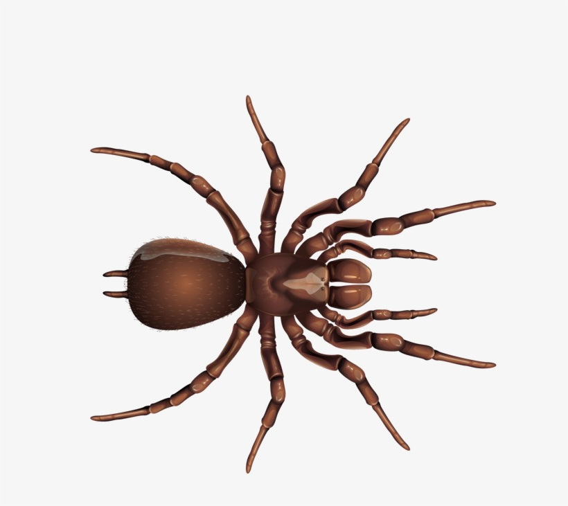 Detail Spider Transparent Nomer 36