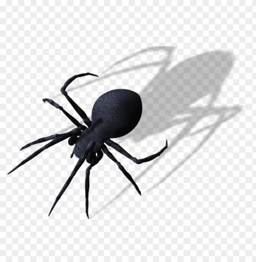 Detail Spider Transparent Nomer 37