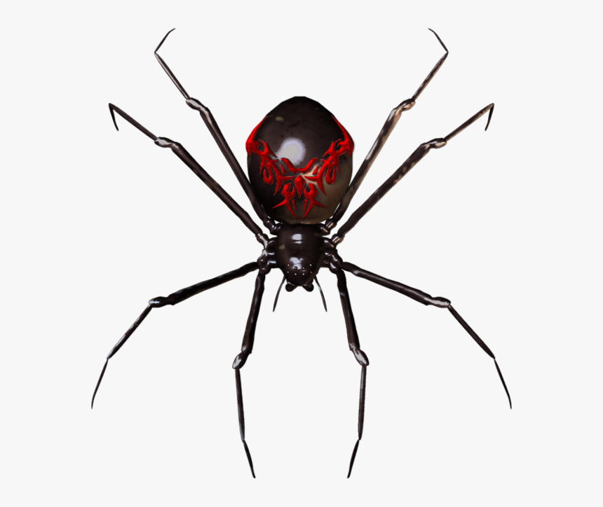 Detail Spider Transparent Nomer 40