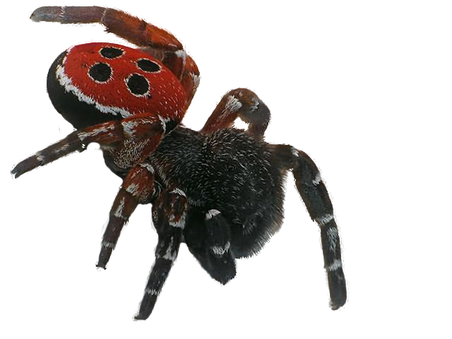 Detail Spider Transparent Nomer 42