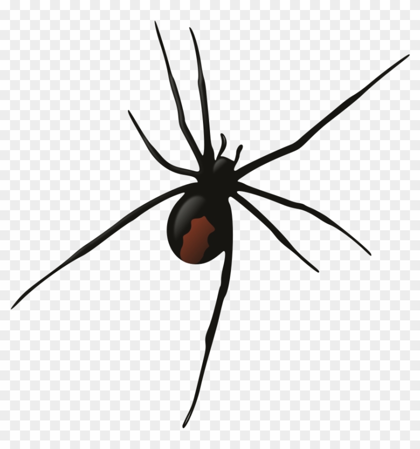 Detail Spider Transparent Nomer 45