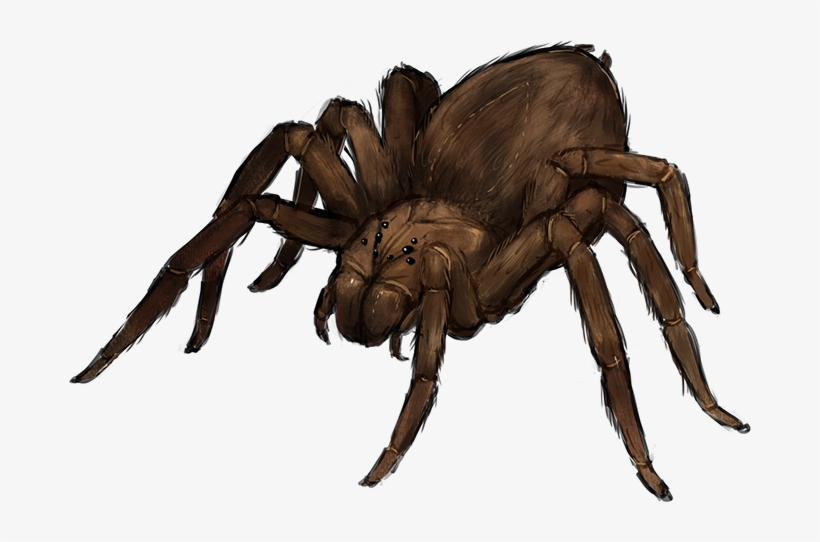 Detail Spider Transparent Nomer 48