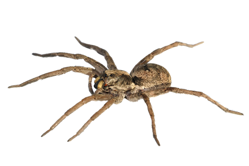 Detail Spider Transparent Nomer 4