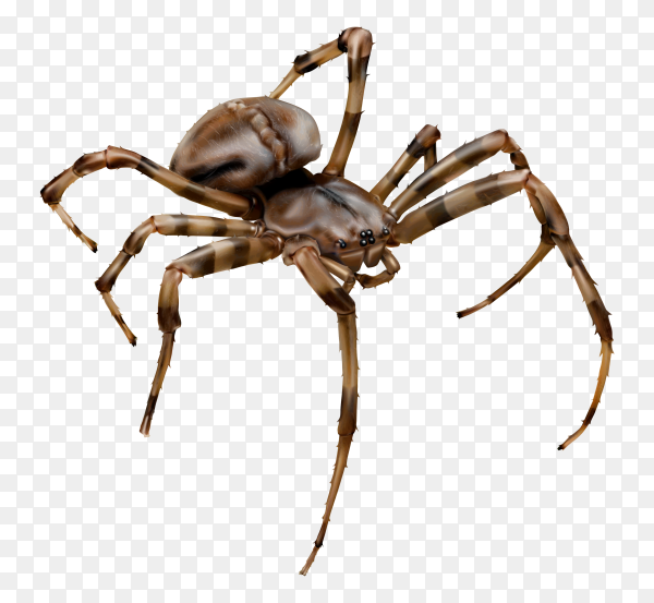 Detail Spider Transparent Nomer 6