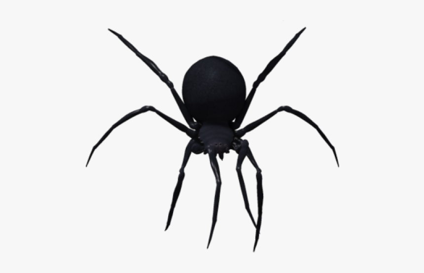 Detail Spider Transparent Nomer 7
