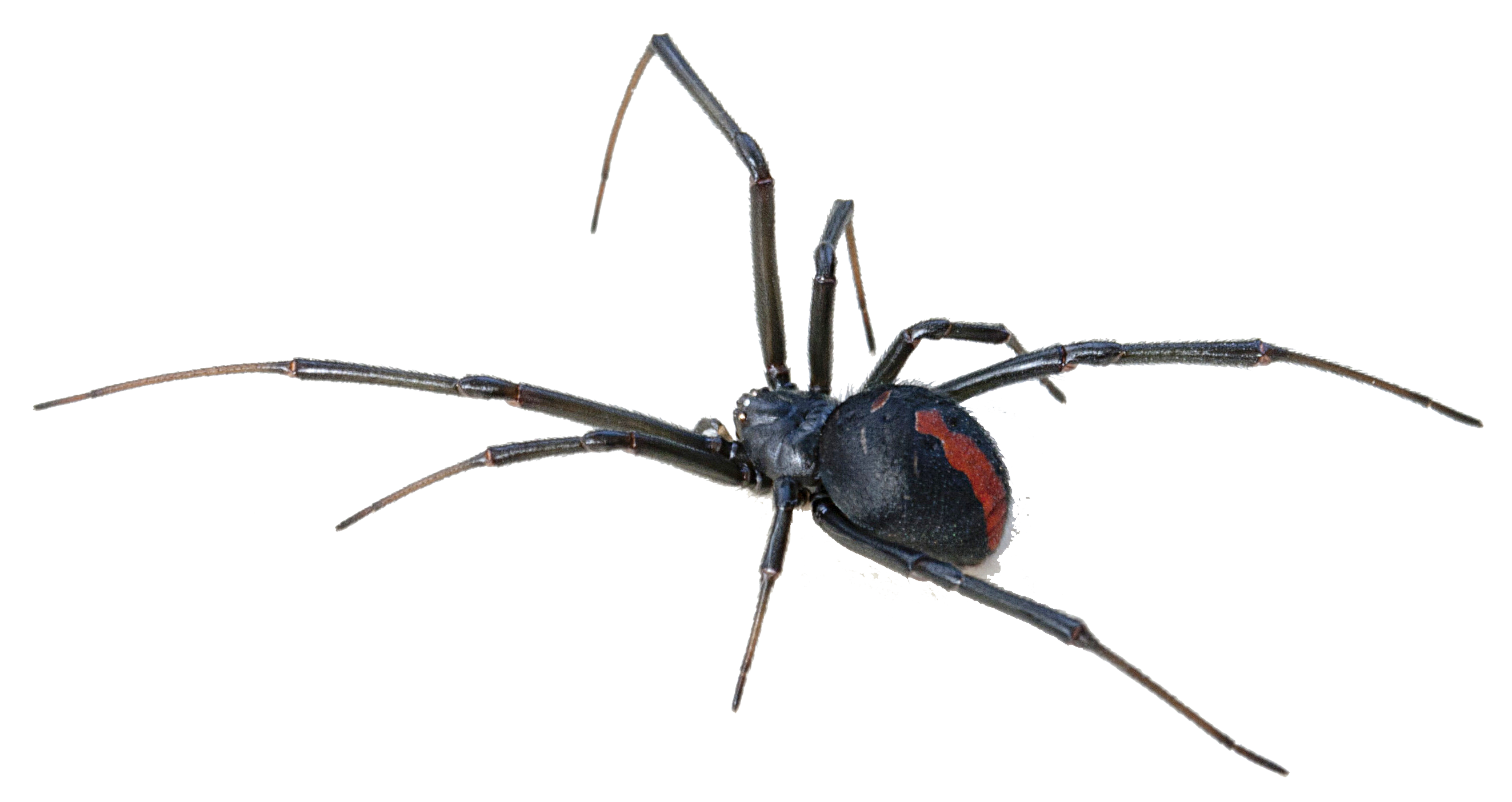 Detail Spider Transparent Background Nomer 12