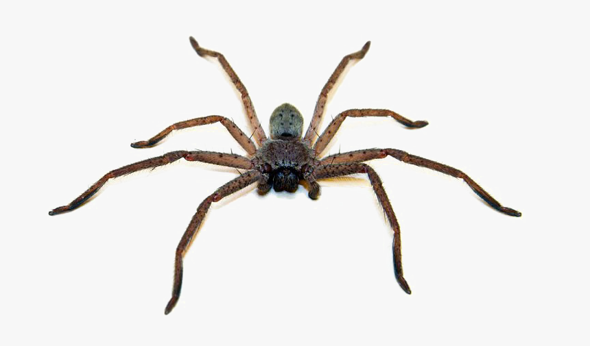 Detail Spider Transparent Background Nomer 17