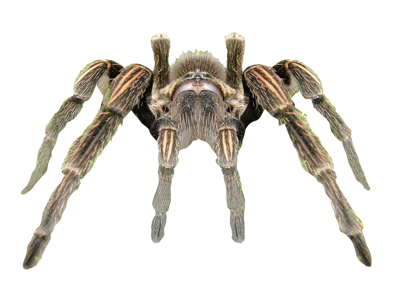 Detail Spider Transparent Background Nomer 24