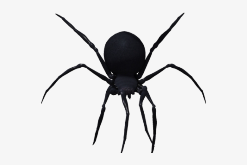 Detail Spider Transparent Background Nomer 26