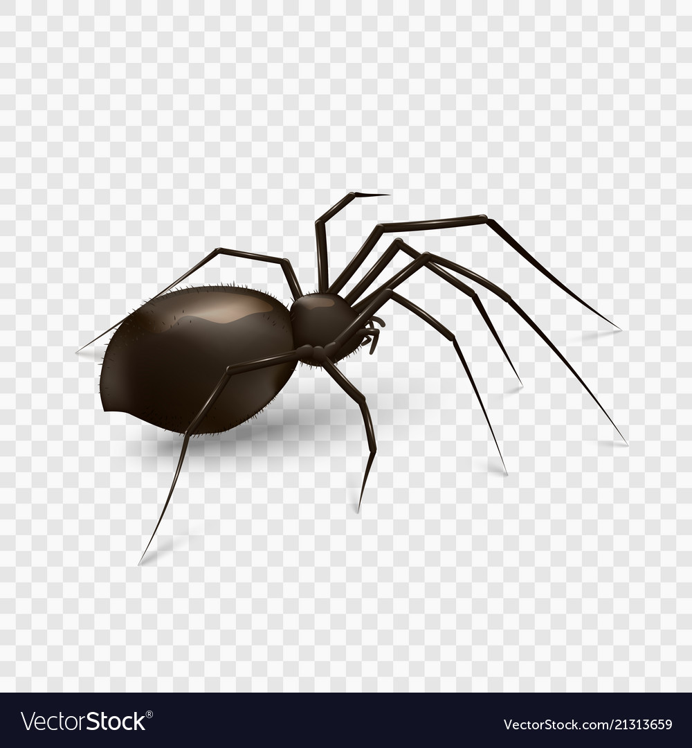 Detail Spider Transparent Background Nomer 3