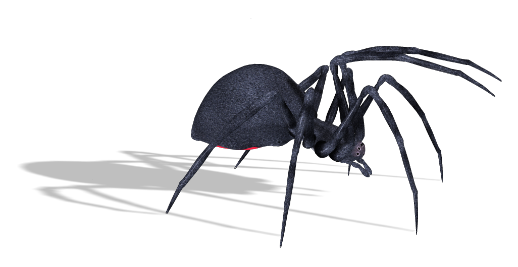 Detail Spider Transparent Background Nomer 41