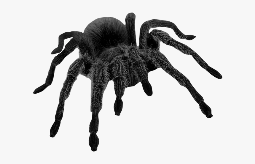 Detail Spider Transparent Background Nomer 53